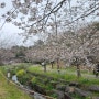 꽃늦은 벚꽃축제 산책하기 좋은 서귀포공원 예래생태공원 벚꽃 만개는 이제 시작이예요 예래생태공원벚꽃축제