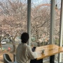 장유대청계곡카페 일루소, 벚꽃개화상태 (24.3.29 기준)