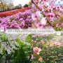 2024 봄꽃축제 부천 원미산 진달래꽃축제 벚꽃축제 장미축제 4월 5월
