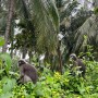태국 끄라비여행, 프라낭해변 아침산책에서 만난 귀염둥이 검은잎원숭이(Dusky Langur)