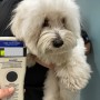 일본 후쿠오카 공항으로 가는 꼬똥 조이 : 강아지 고양이 일본 광견병 검사 수입허가서 비용