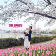 김해 연지공원 벚꽃 튤립 개화상태 꽃구경 봄 나들이 하기 좋은 곳