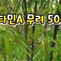 당뇨와 고혈압 잡는 오죽 효능 및 복용법