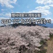 양산 황산공원 벚꽃축제 (행사내용 + 개화실황)