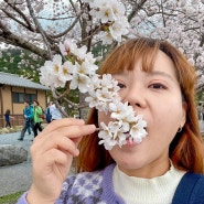 오사카 3박 4일 여행 Day2 : 벚꽃이 만개한 교토 당일치기 여행은 버스 투어로~ (with 여행 한 그릇)
