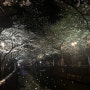 지금 현재 진해 여좌천의 만개한 벚꽃 모습입니다 ^^
