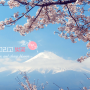 일본여행, 그리고 벚꽃, 여기에 로밍
