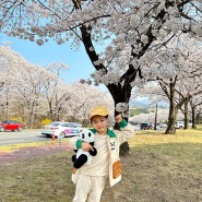 경주 벚꽃여행 2024 경주 벚꽃축제 벚꽃 개화시기 경주 벚꽃 실시간