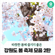 [강원도 가볼만한곳] 강원특별자치도 봄 축제 모음 2탄