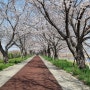 (부산 강서 축제)24년 강서 낙동강 30리 벚꽃축제 3월 29일부터 시작..만개하지않은 벚꽃