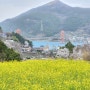 2024년 3월 29일 남해대교 노량공원 왕지마을 벚꽃 유채꽃 현황