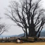 서울근교나들이 추천, 양평 두물머리 연핫도그와 느티나무