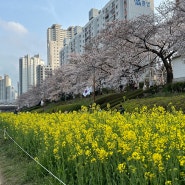 부산 벚꽃 명소 온천천 시민공원 현재 개화 상황 + 유채꽃