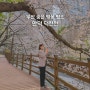 부산 벚꽃 명소 숨은 핫플 덕천천 만개 실시간