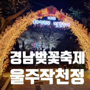 경남 울산 울주 작천정 벚꽃축제 정보 먹거리 벚꽃 개화 실시간