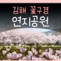 김해 연지공원 벚꽃 튤립 꽃구경 그리고 주차