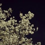 대전벚꽃 : 중촌동 벚꽃 하상도로 실시간 근황 24/03/30 밤벚꽃놀이 🌸