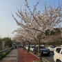 2024 목포 유달산 봄축제 후기 /벚꽃 개화 정도는요~!