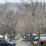 경주::벚꽃캠핑할수있는“산내별빛캠핑장”(+개인샤워장,벚꽃존) 24.03.30 벚꽃 현시점