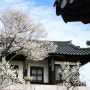 4월 서울 가볼만한곳, 예쁜 꽃구경하기 좋은 창덕궁 낙선재
