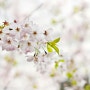 전국 벚꽃축제 일정 (개화시기, 만개시기, 주변 볼거리, 주변 먹거리)