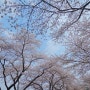 2024 3월 30일 기준 남해군 벚꽃 유채꽃 실시간