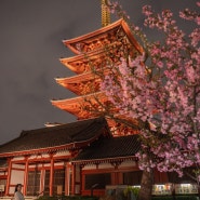 도쿄 야마나시여행 DAY2] 밤 벚꽃도 아름다운 아사쿠사의 밤