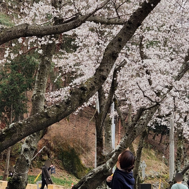 경남 진주 봄나들이 벚꽃놀이 가기 좋은 곳, 진양호공원