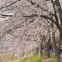 황산공원 벚꽃 24.03.30