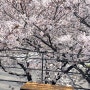 (실시간)부산 벚꽃 현황(동삼해수천, 광안리 삼익비치, 닥밭골벽화마을, 카페이띠)