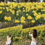 3월 봄꽃여행, 서산 유기방가옥 수선화축제, 3/29 실시간 개화상태