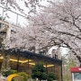 2024 부산 삼락공원 벚꽃상황, 우디브룩 부산 벚꽃명소