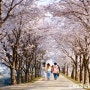 2024년 4월 [3] 벚꽃 명당, 영천 임고강변공원
