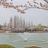 김해 연지공원 튤립과 벚꽃 만개 직전입니다