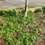 촌집 봄나물 수확 미나리 머위 시금치 방풍 개미취 산마늘(명이나물) 당귀 아스파라거스