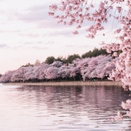 청주 벚꽃축제를 더 즐기는 방법과 다양한 행사 일정 공유