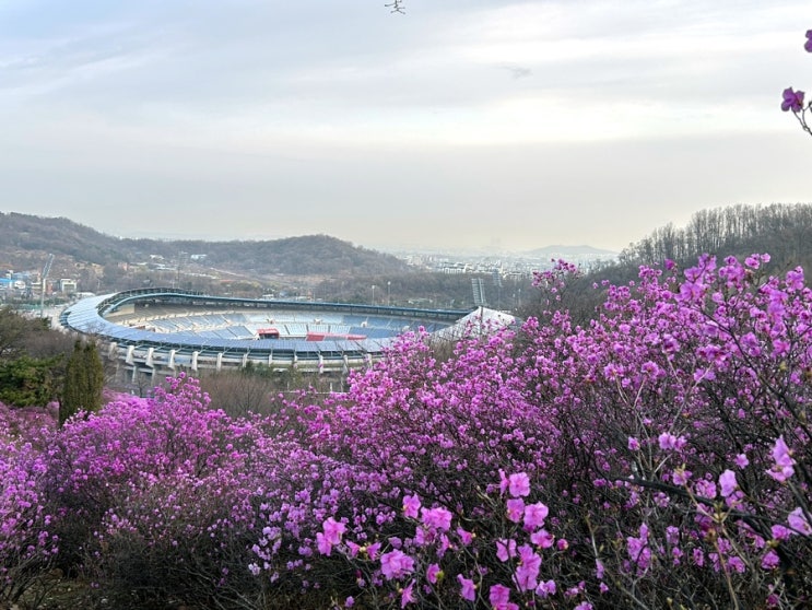 새봄 부천 원미산 진달래 공원 꽃축제