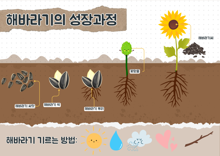 [공유] 해바라기 성장과정/ 보기자료 : 네이버 블로그
