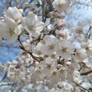 대전 동구 판암근린공원 벚꽃 실시간 개화 상황 [3월 30일]