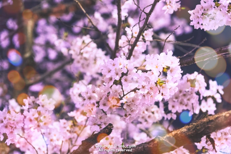 울산 남구 벚꽃 명소 궁거랑 개화 그리고 축제 벚꽃한마당