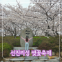 경남 봄꽃 여행지 2024 사천 선진리성 벚꽃축제 : 주차, 3.30 개화 상황