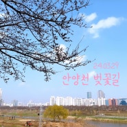 24.03.29 안양천 벚꽃길 산책