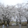 서울근교 경기도 양평 벚꽃명소 두물머리 배낭여행
