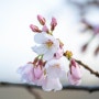 신대방역 벚꽃, 구로디지털단지역 벚꽃 2024-03-30
