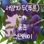 💜대성농원 서양자두(푸룬) 특선 입고💜