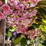 서산 명소, 개심사 봄나들이 왕벚꽃