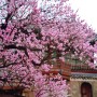 창덕궁 홍매화 - 고혹적인 자태로 궁궐의 봄 풍경을 완성하다