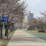 경산 | 남매공원/근린공원/남매지 현재 벚꽃 개화 상황(2024. 03. 29. 기준)
