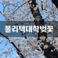 창원 폴리텍 기능대 벚꽃 오늘 실시간 개화상황 알려드려요!