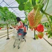 가족나들이, 뉴진스도 다녀간 경기도 광주 뜰 딸기체험농장 (내돈내산)